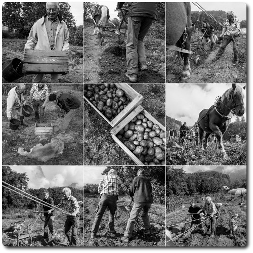 La récolte des pommes de terre avec un cheval