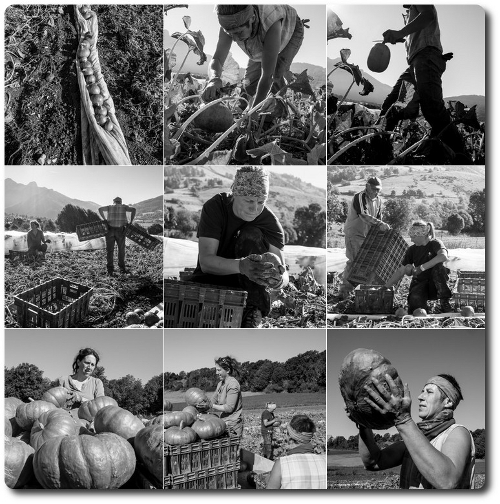 La récolte des courges