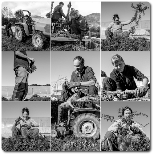 La récolte des carottes