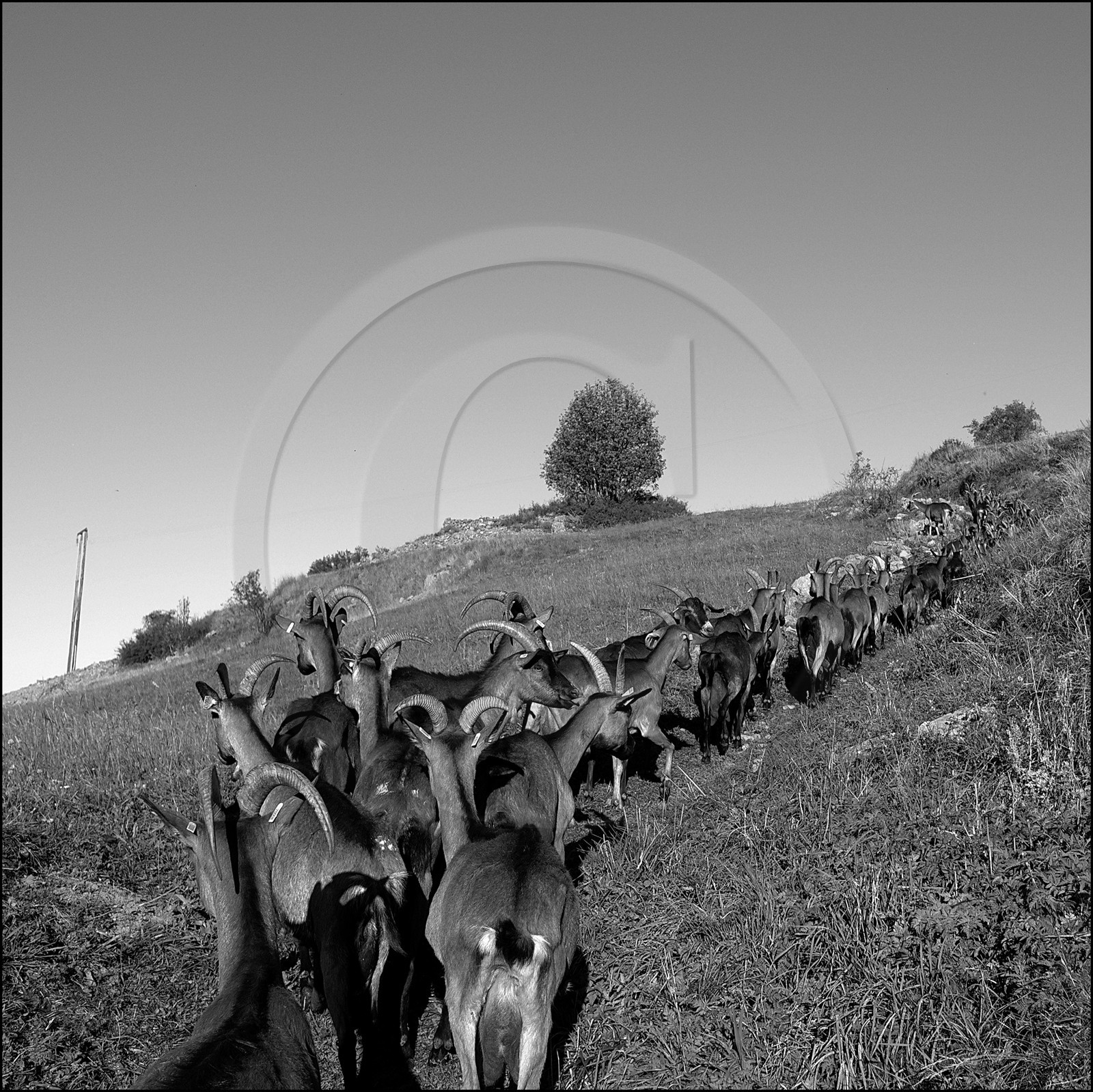 La ferme des Cabrioles