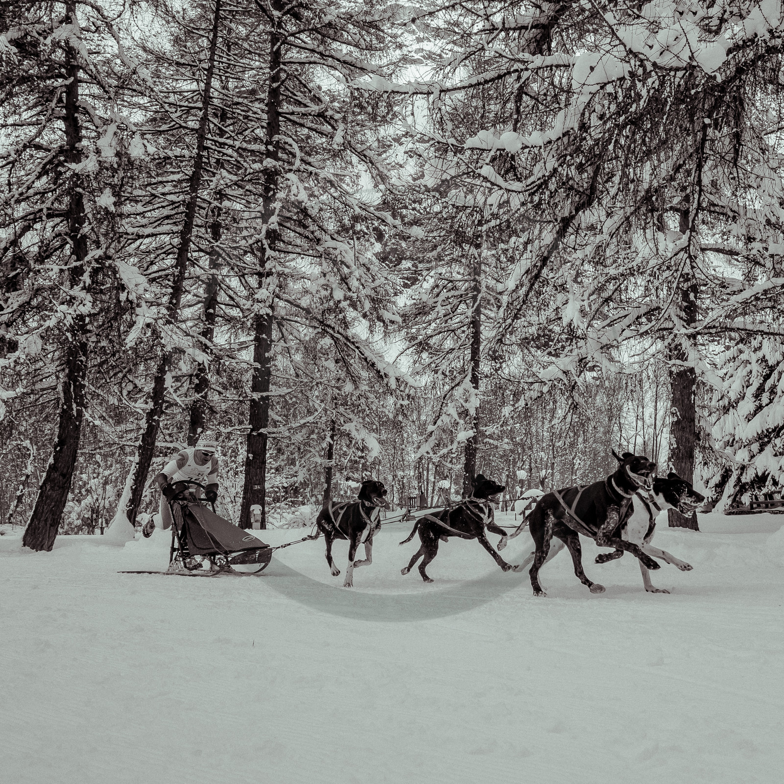 La Valgaude Traineau 2015