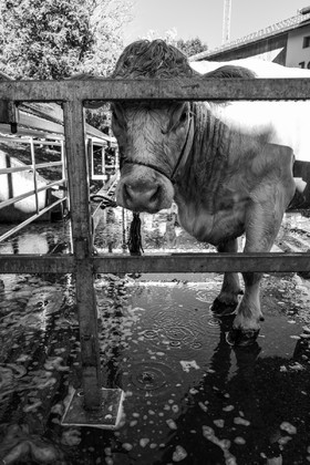 Rencontres paysannes à Saint-Bonnet en Champsaur