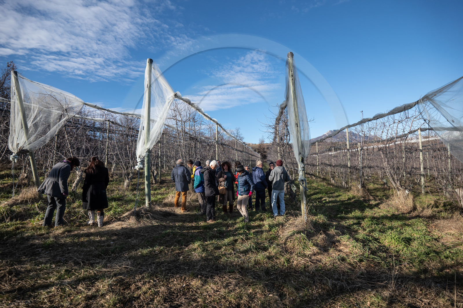 Croqueurs de pommes des Alpes Latines