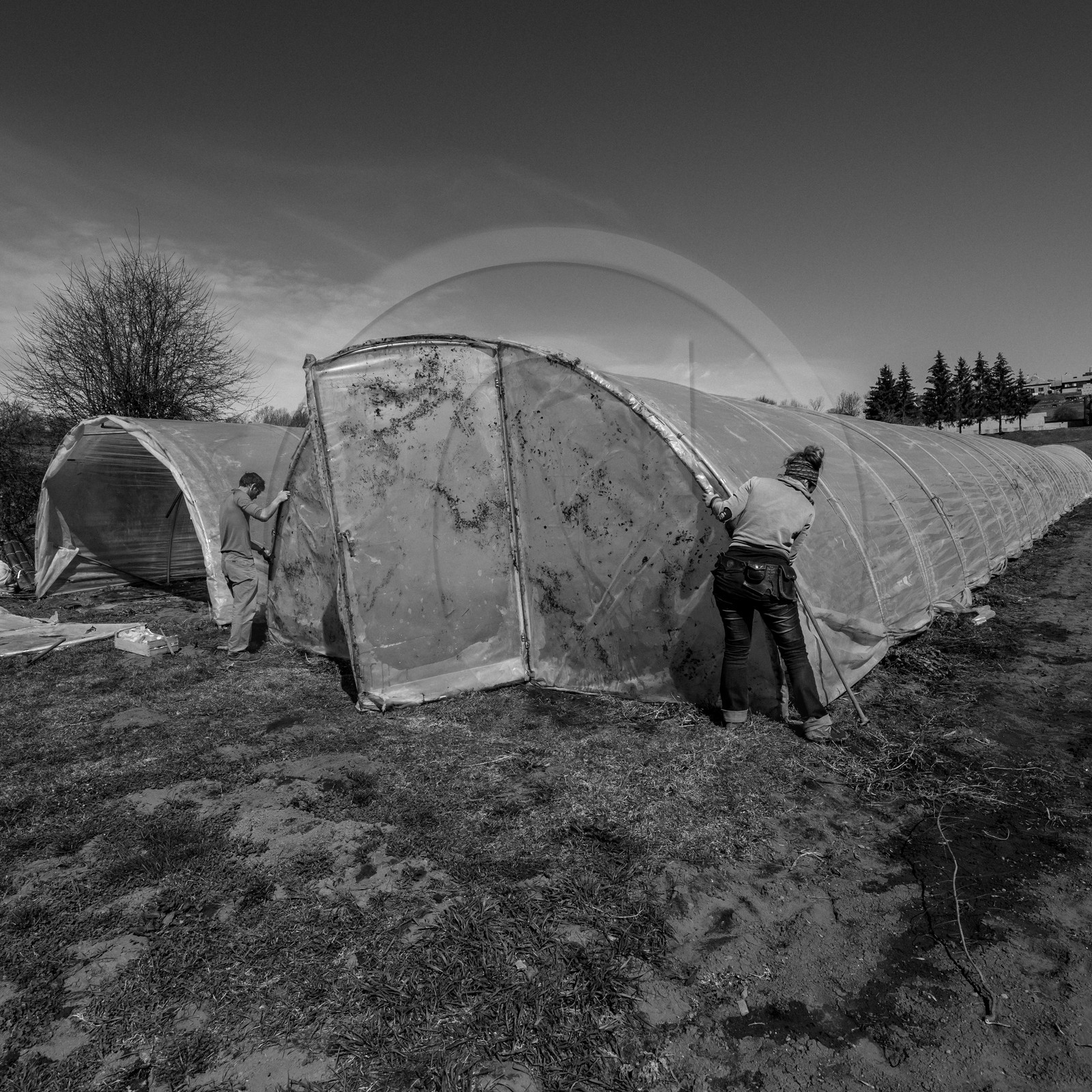 Montage de serres tunnel