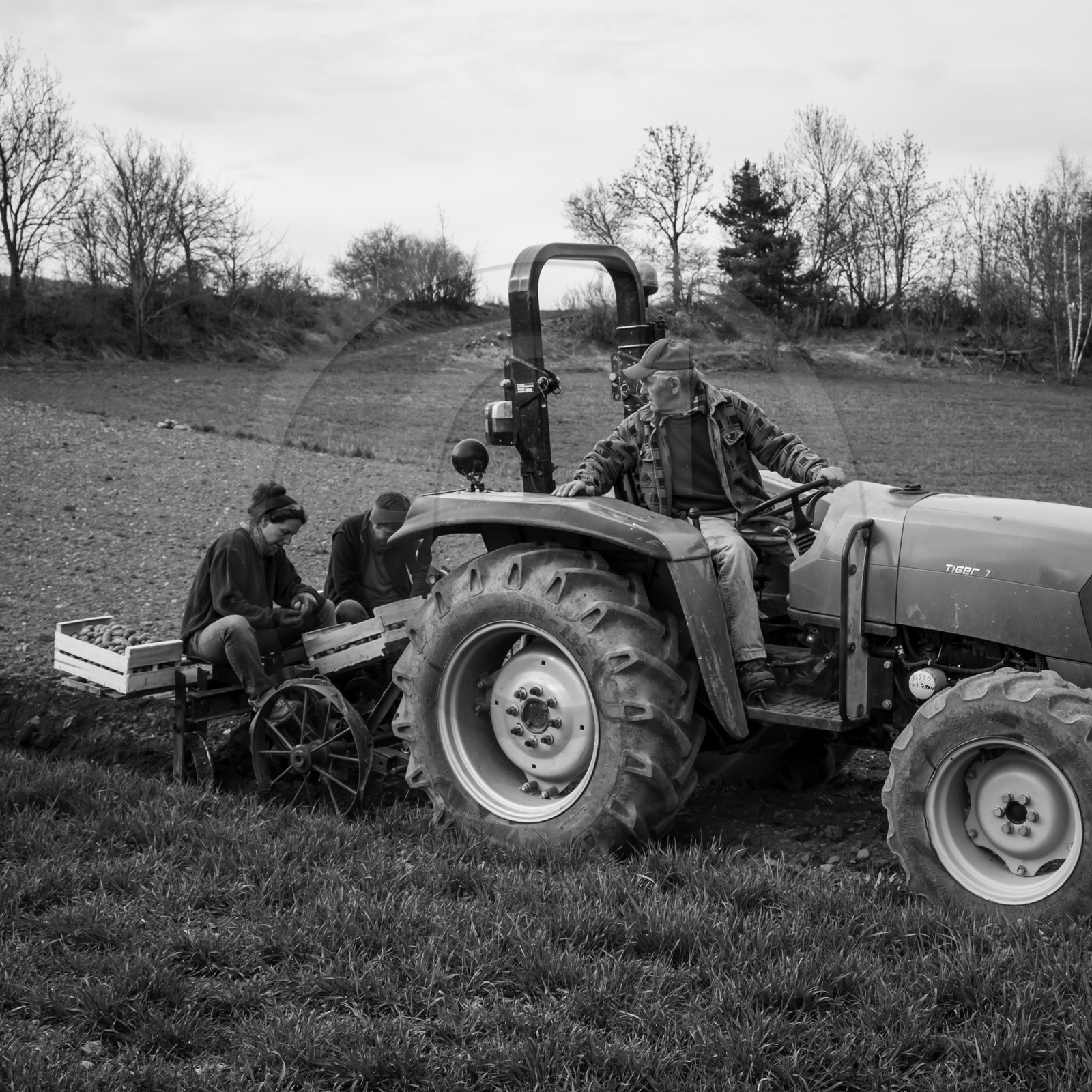 La plantation des pommes de terre