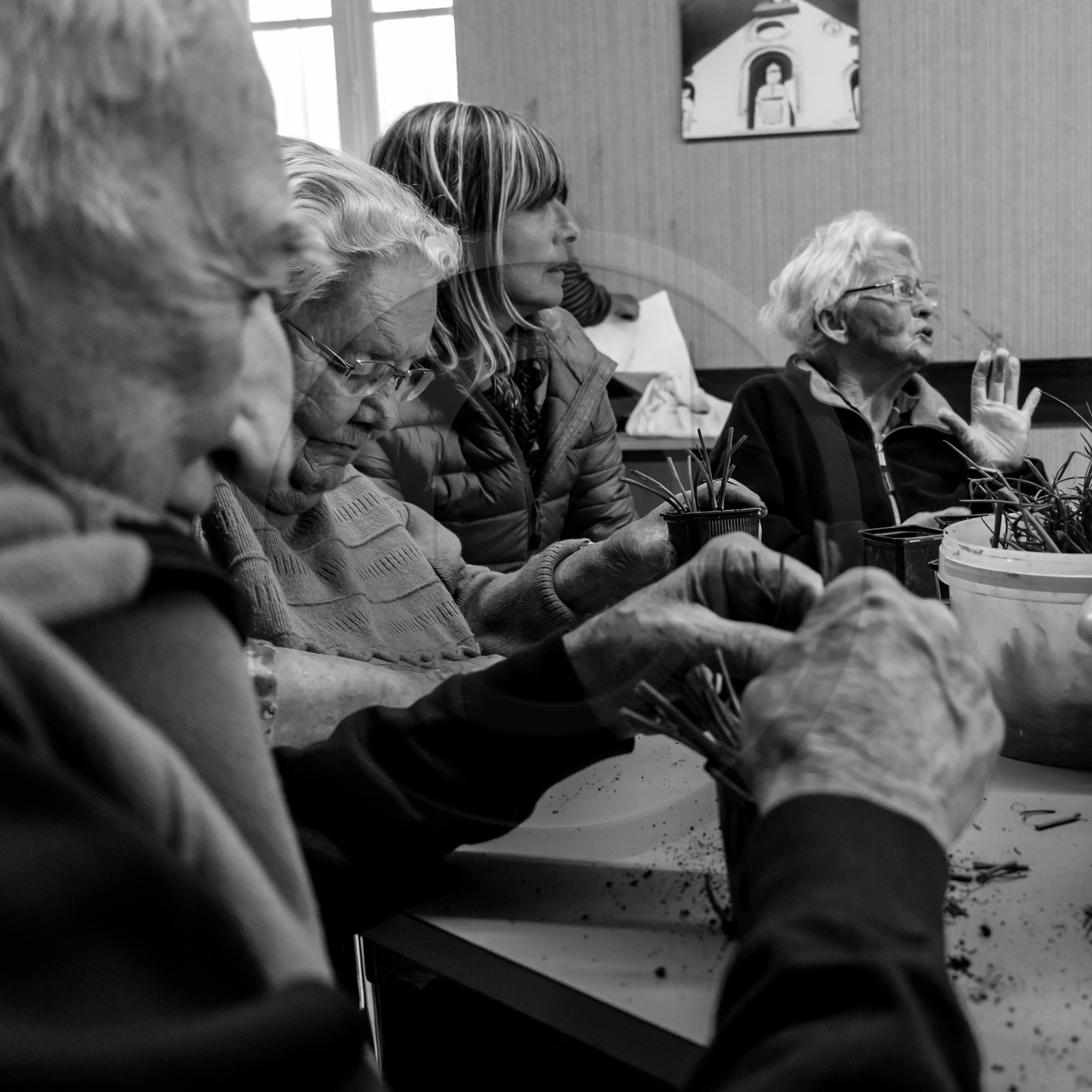 Atelier repiquage de plants de ciboulettes - 05 04 2017