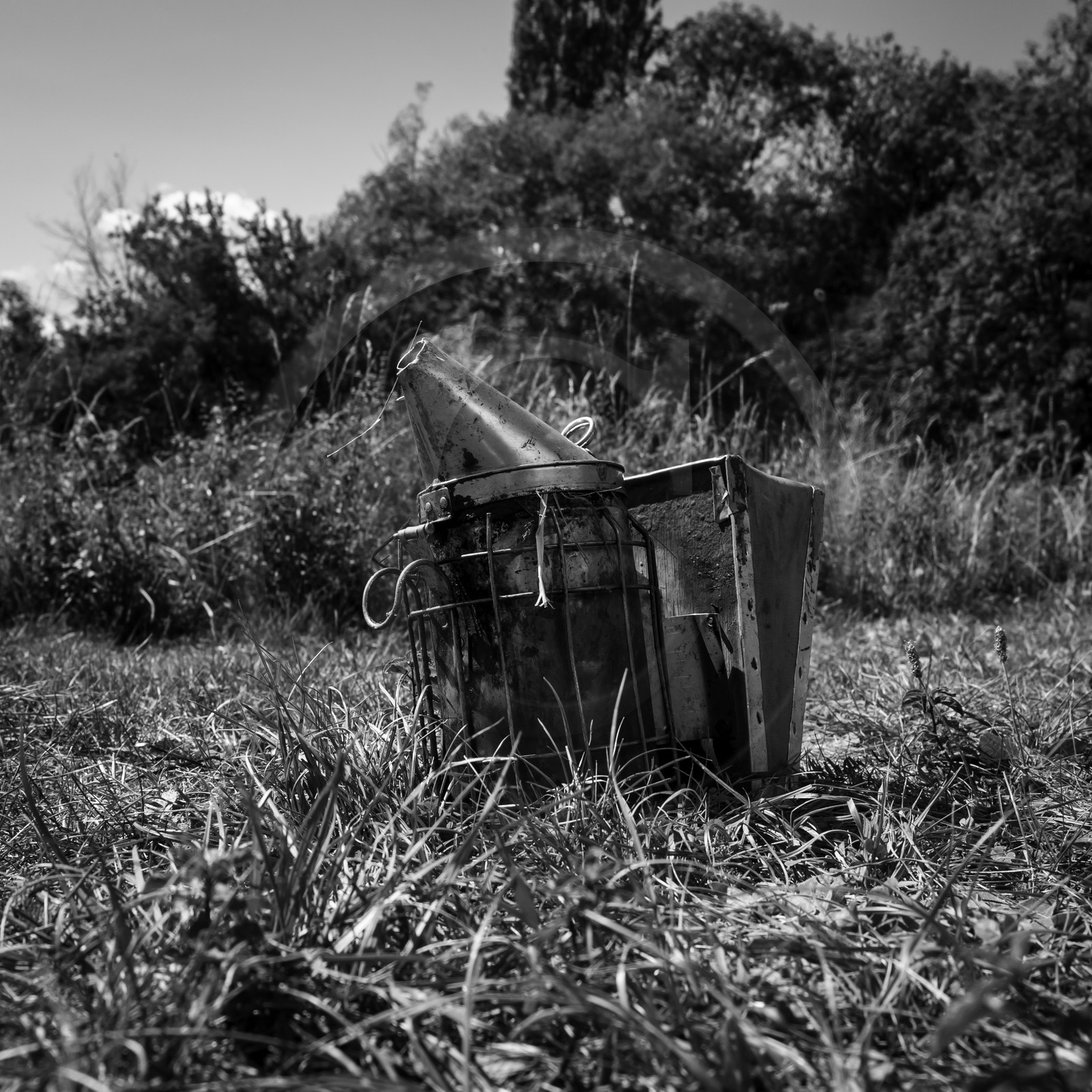 La récolte du miel