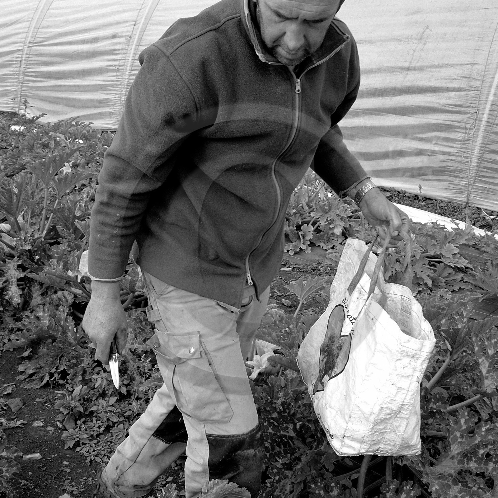 Stéphane Philippe, maraicher à Ancelle