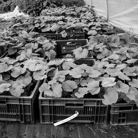 La plantation des courges