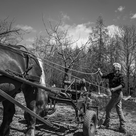 Labour avec un cheval