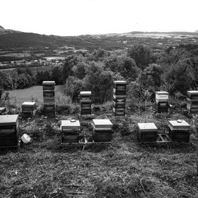 La récolte du miel