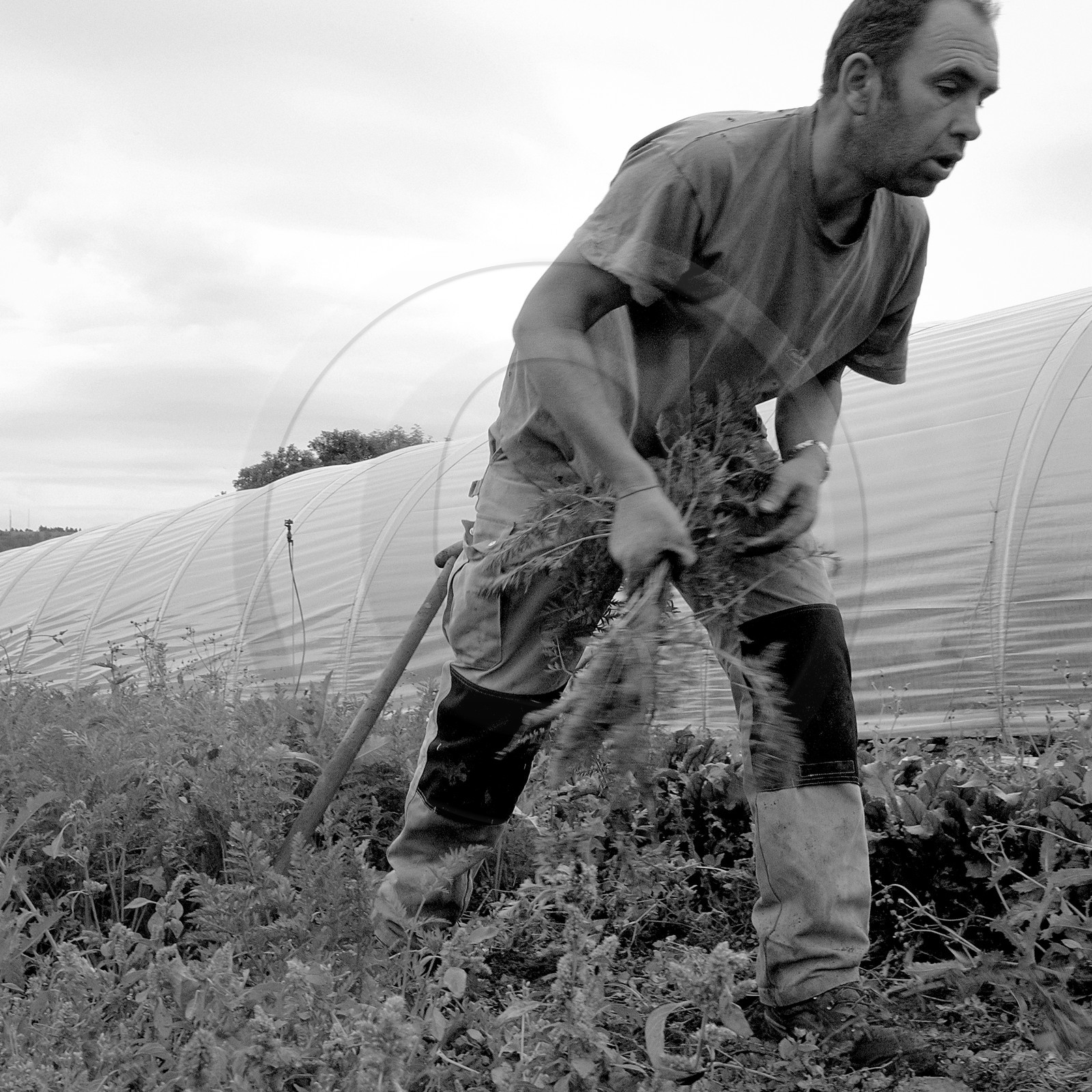 Stéphane Philippe, maraicher à Ancelle Stéphane Philippe, maraicher à Ancelle