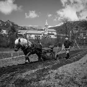 Labour avec un cheval