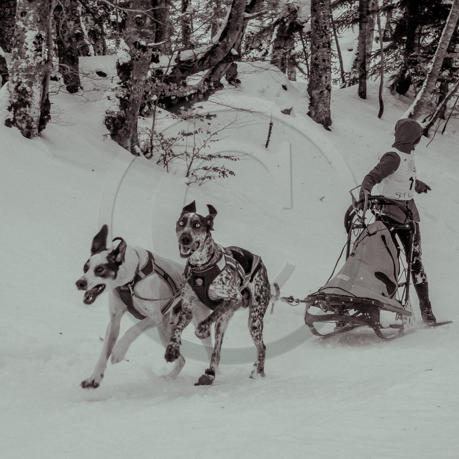 La Valgaude Traineau 2015 La Valgaude Traineau 2015
