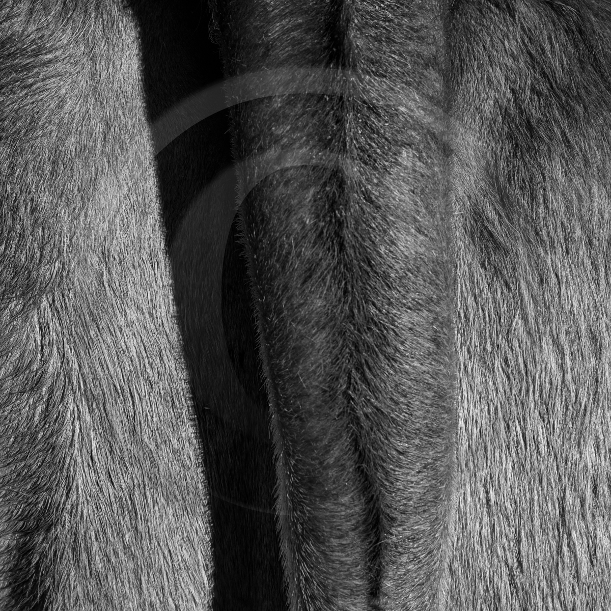 Rencontres paysannes à Saint-Bonnet en Champsaur