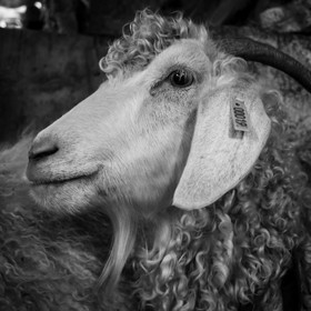 Le mohair arc en ciel