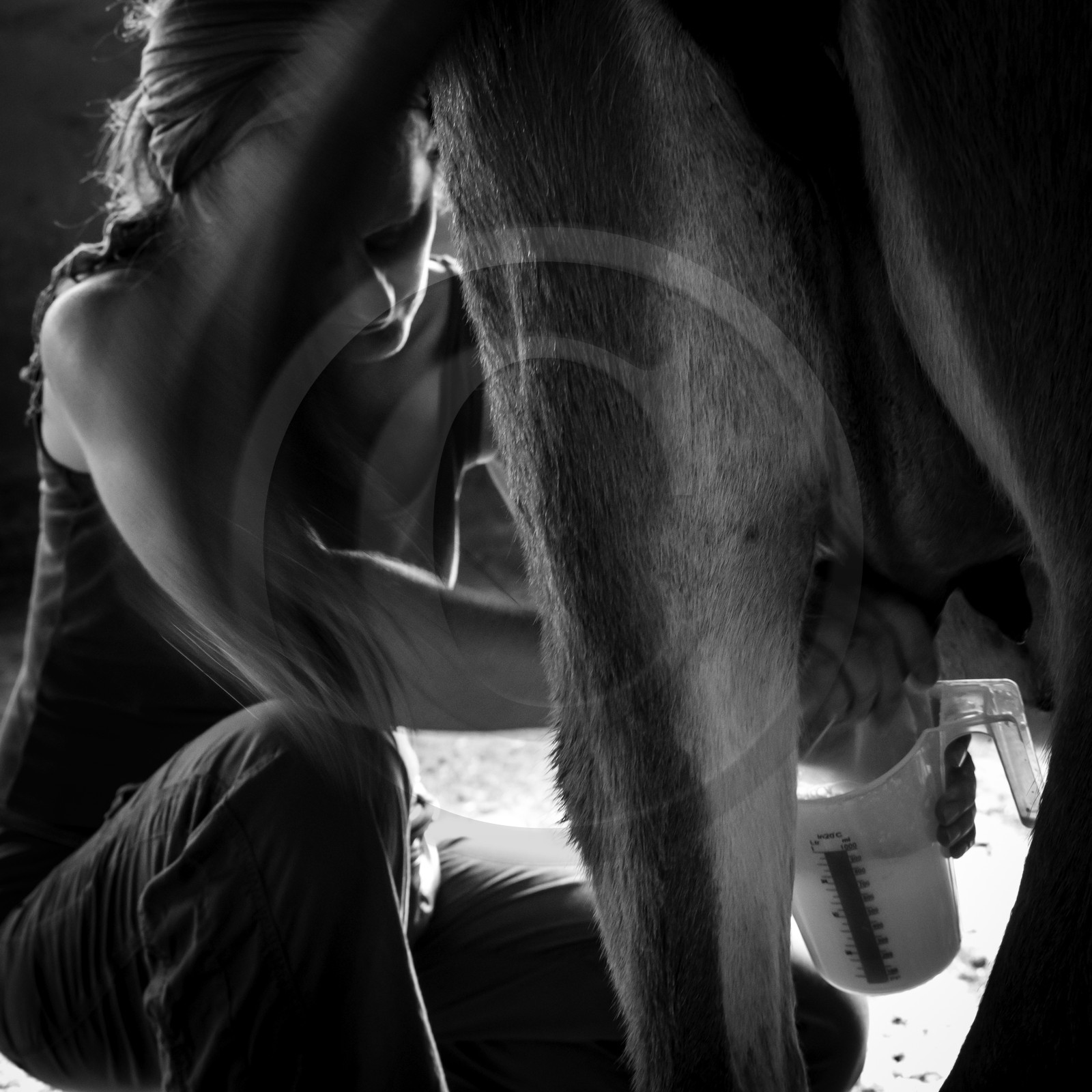 L'asinerie Le sentier des ânes