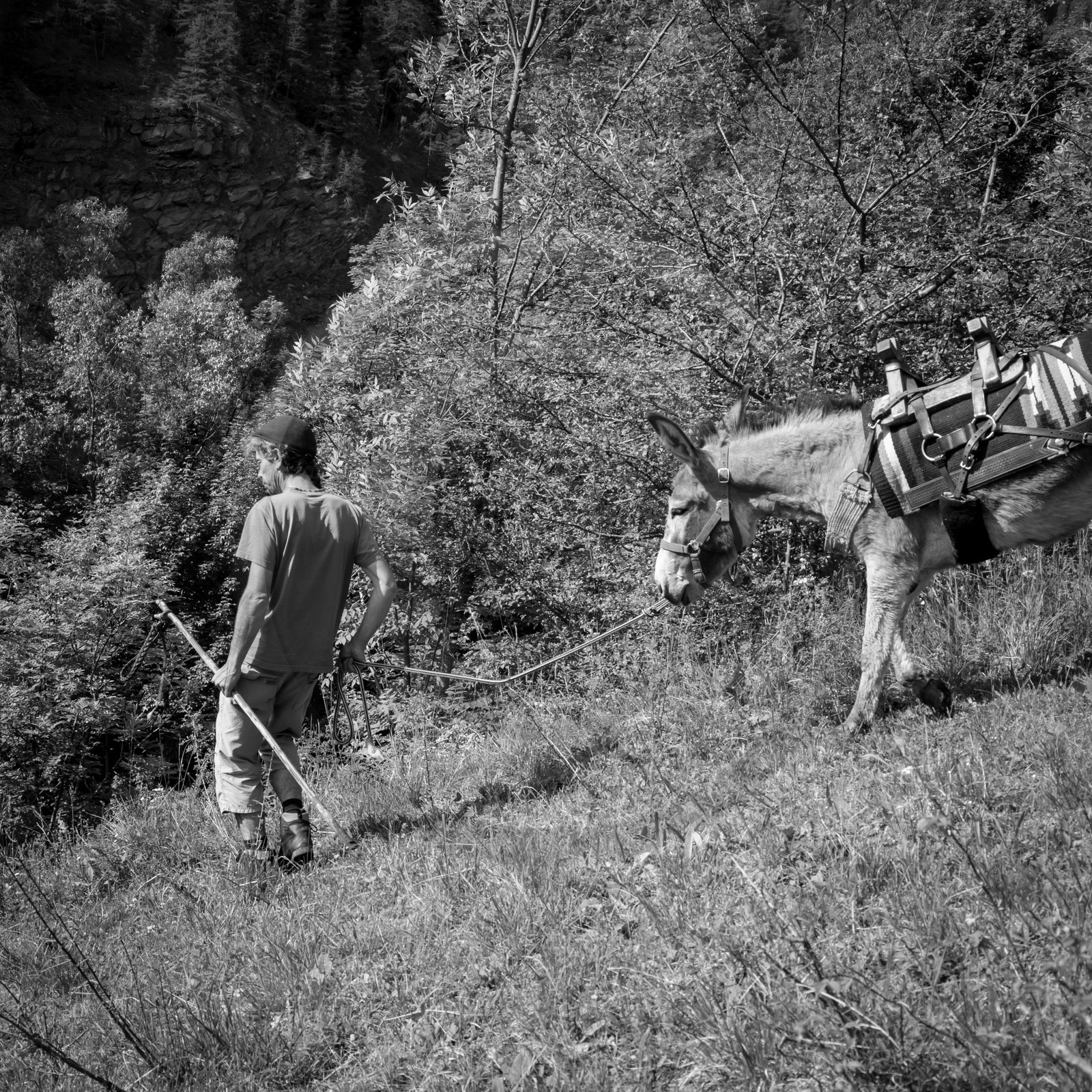 Portage avec des ânes