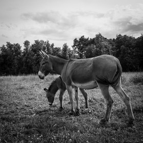L'asinerie Le sentier des ânes
