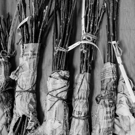 Greffe d'arbres