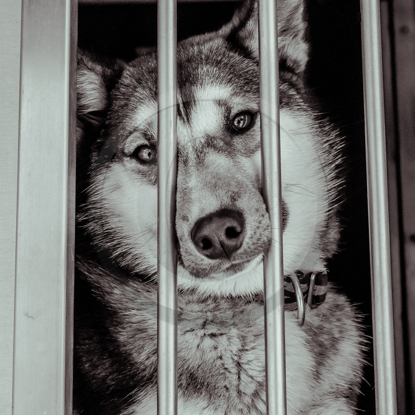 La Valgaude Traineau 2015