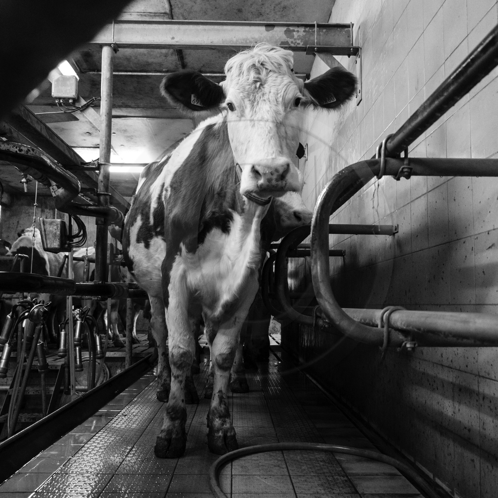 La traite des vaches