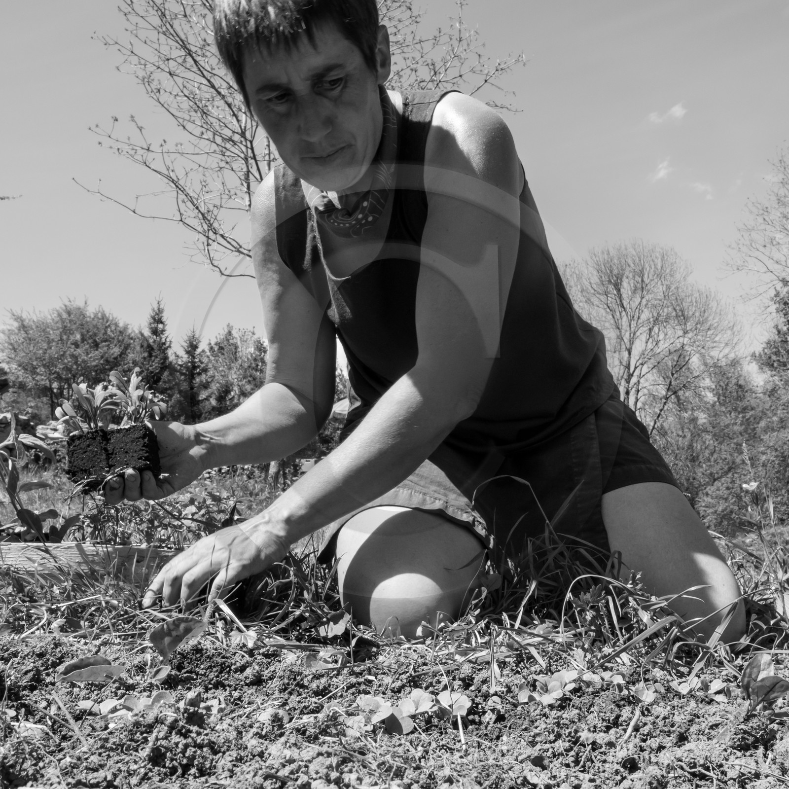 31 mai 2017 - Jardinage 31 mai 2017 - Jardinage