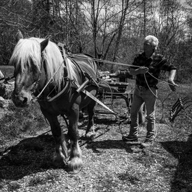Labour avec un cheval