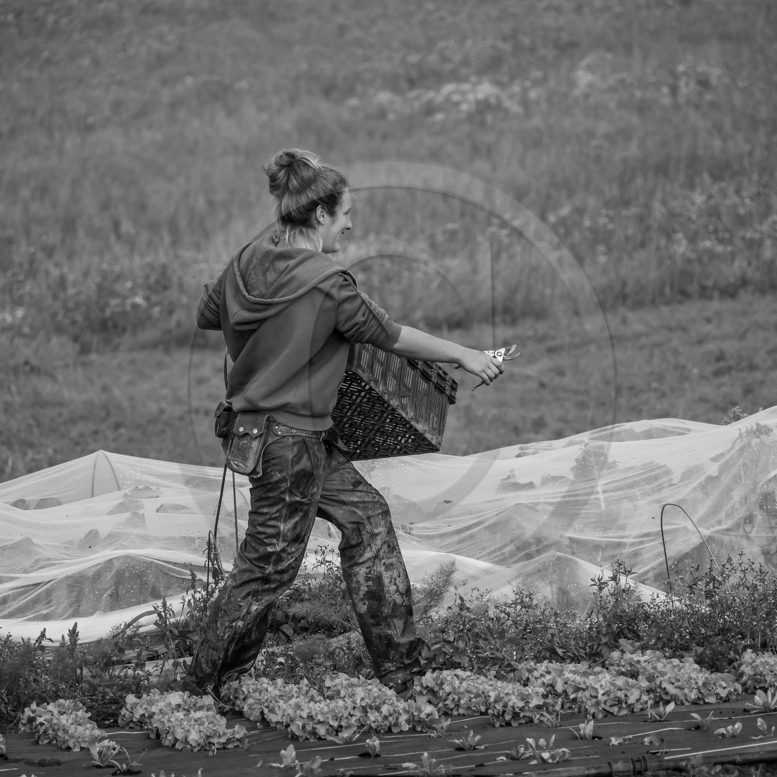 Maraichage biologique dans le Champsaur