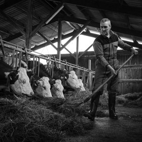 Les soins aux vaches