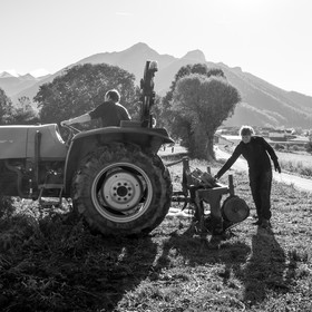 La récolte des carottes