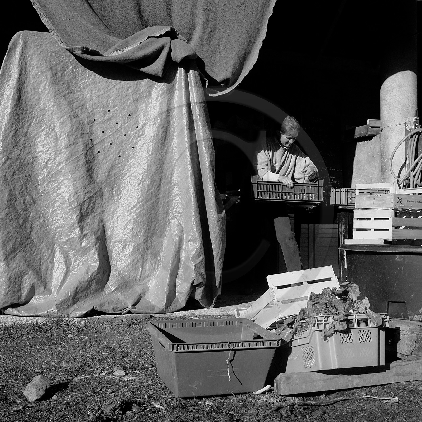 Sylvie Saint-Aubin, maraichère à Pelleautier Sylvie Saint-Aubin, maraichère à Pelleautier