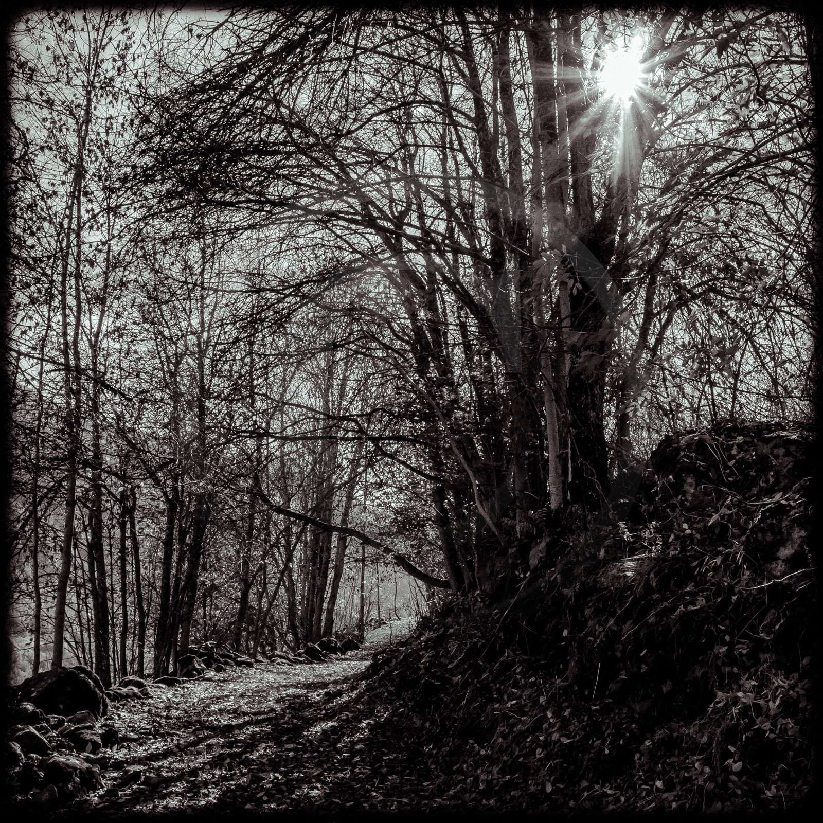 Sentier en forêt - Champoléon