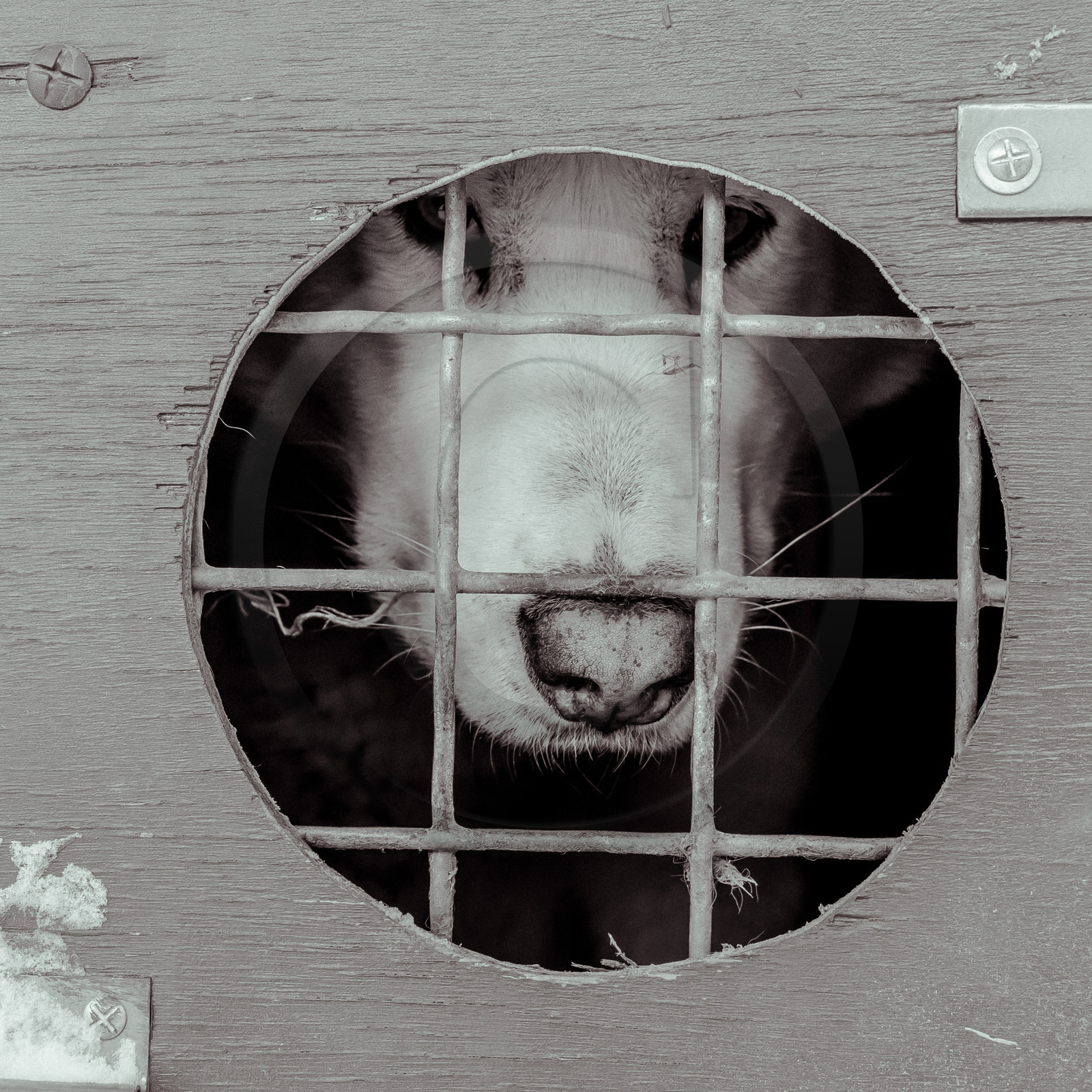 La Valgaude Traineau 2015