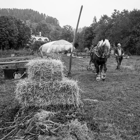 La récolte des pommes de terre avec un cheval
