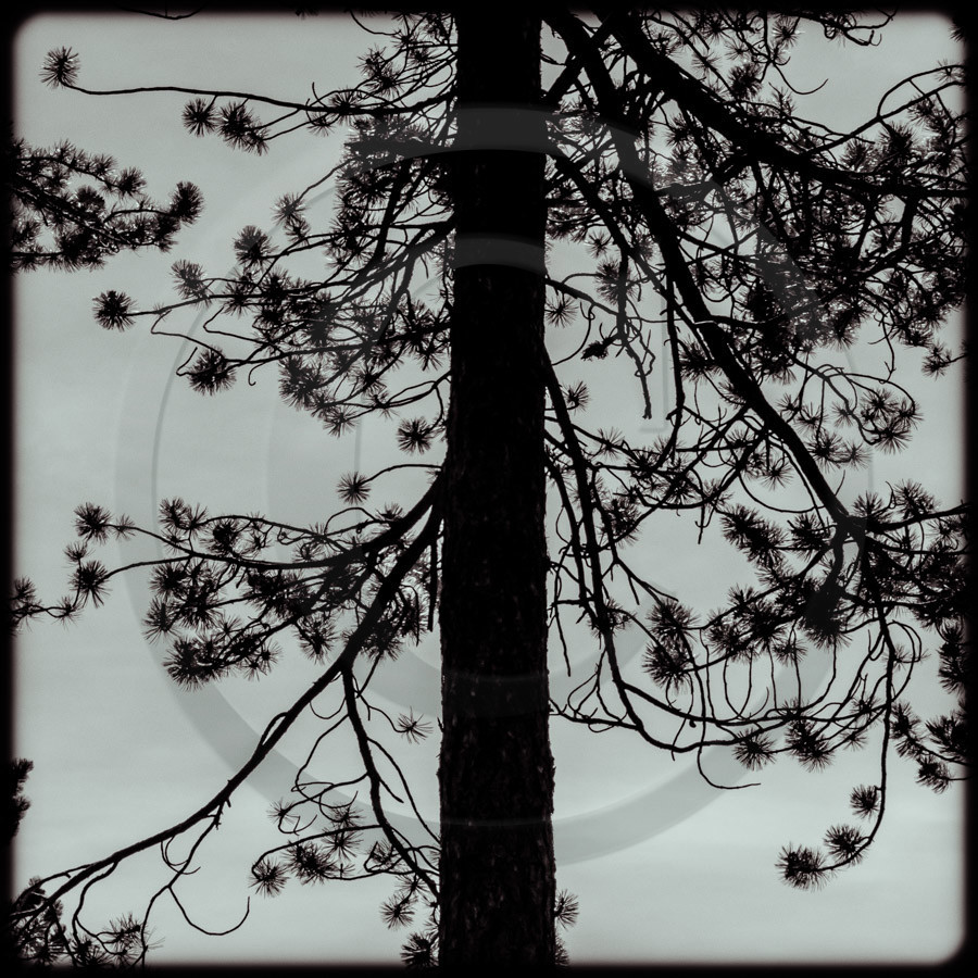 Promenade en forêt Promenade en forêt