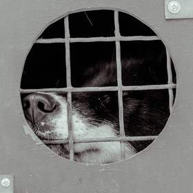 La Valgaude Traineau 2015