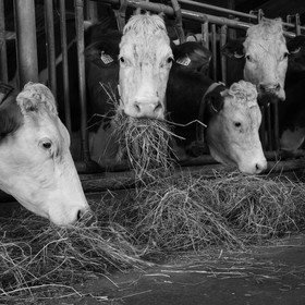 Les soins aux vaches