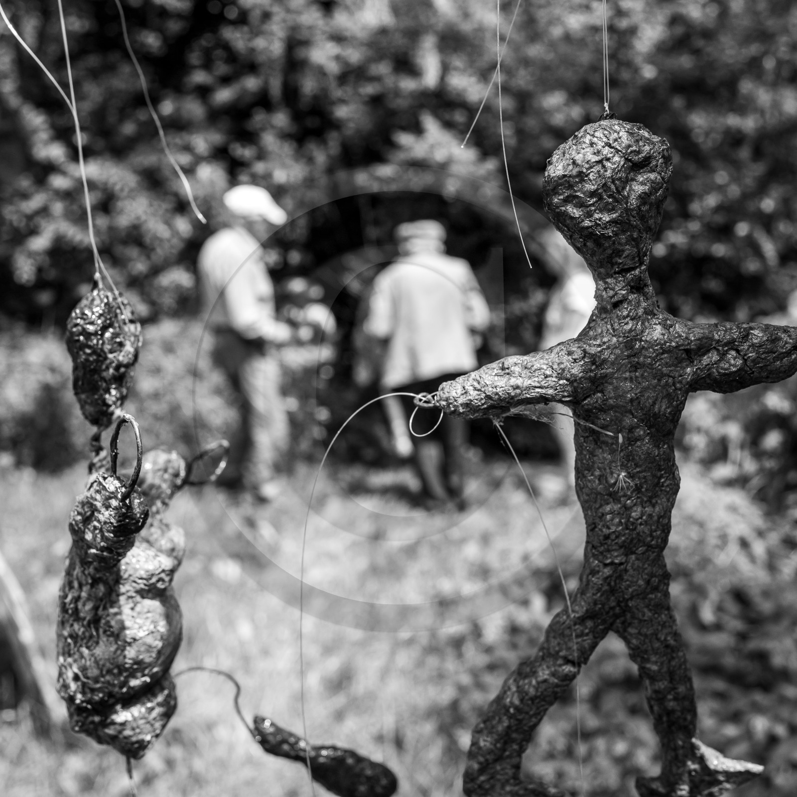 21 juin 2023 : Découverte botanique