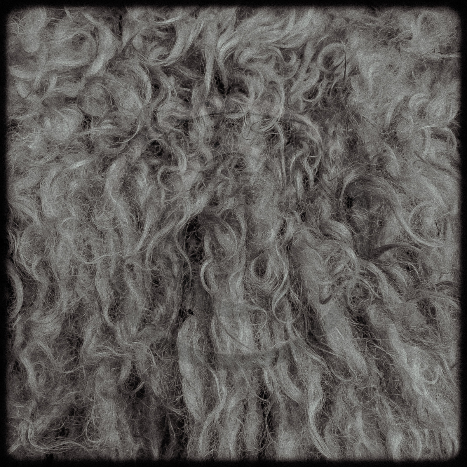 Portraits des animaux de la ferme