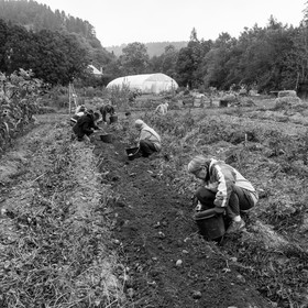 La récolte des pommes de terre avec un cheval