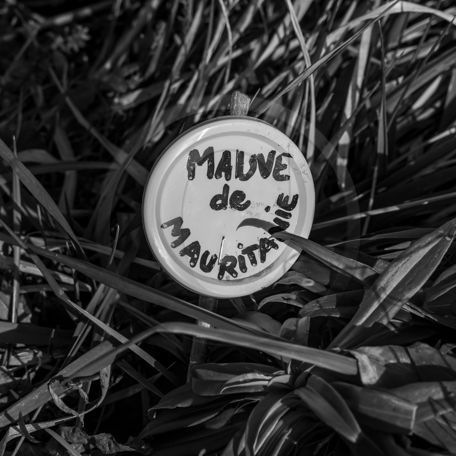 24 février 2021 : on taille, on prépare le jardin... 24 février 2021 : on taille, on prépare le jardin...