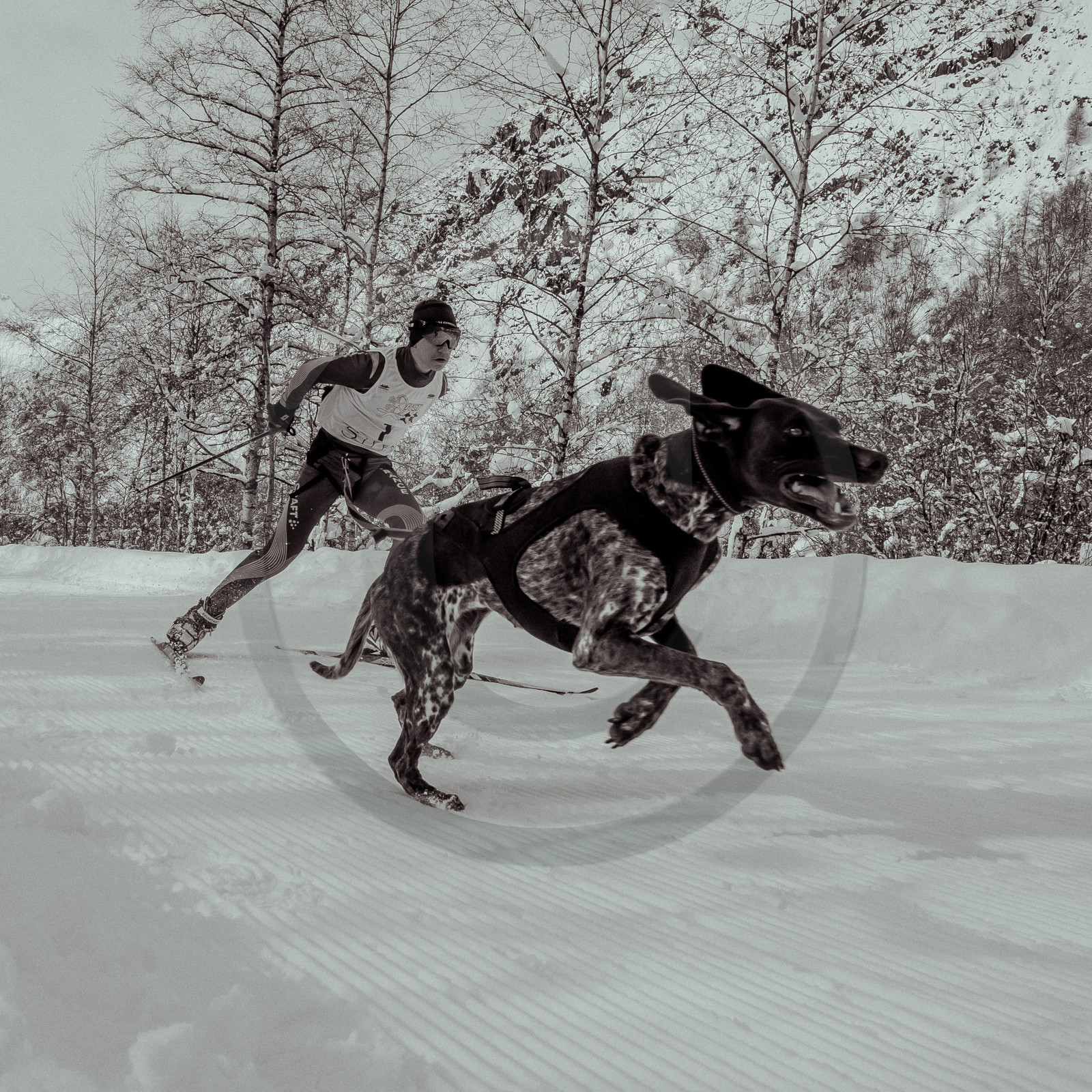 La Valgaude Traineau 2015