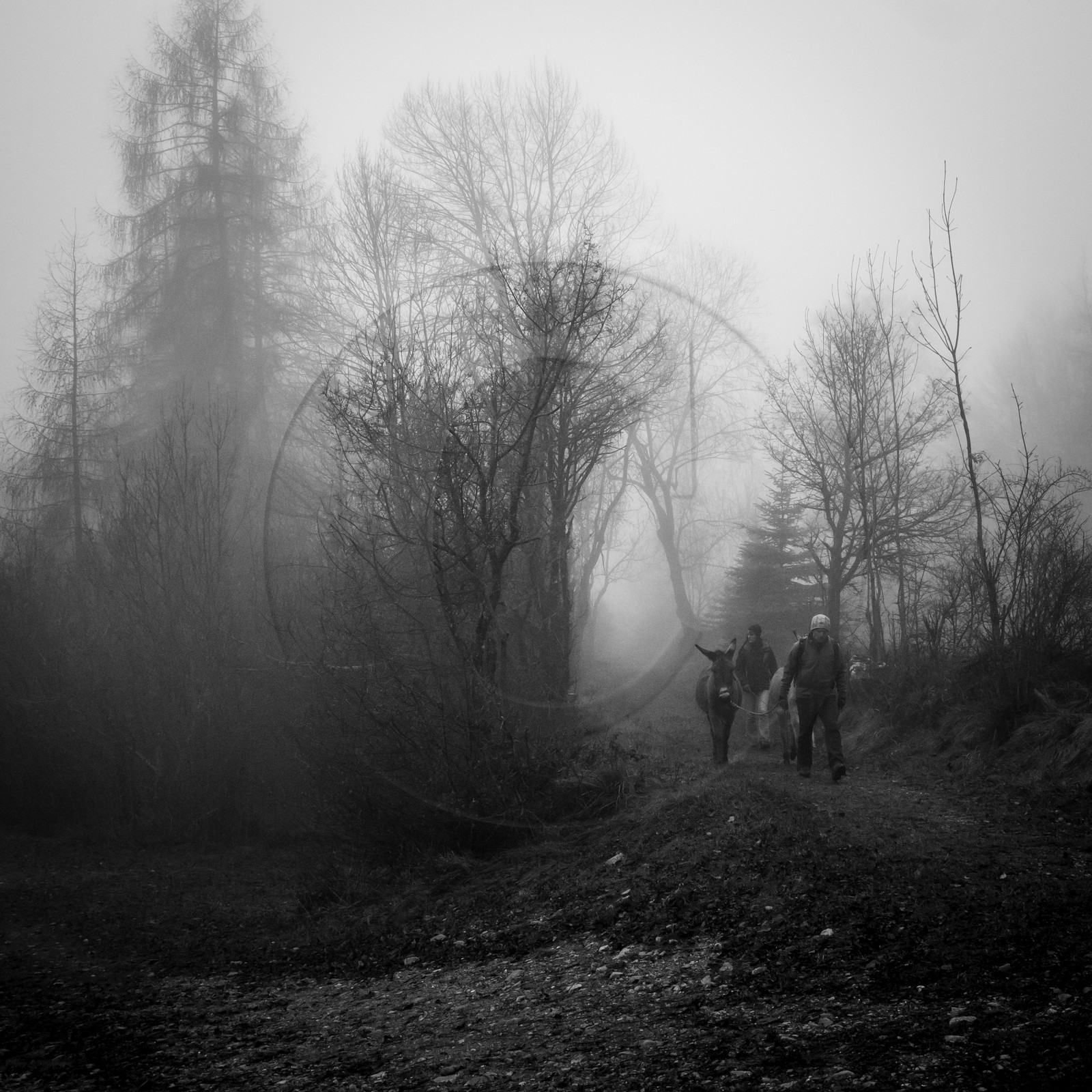 La transhumance des ânes