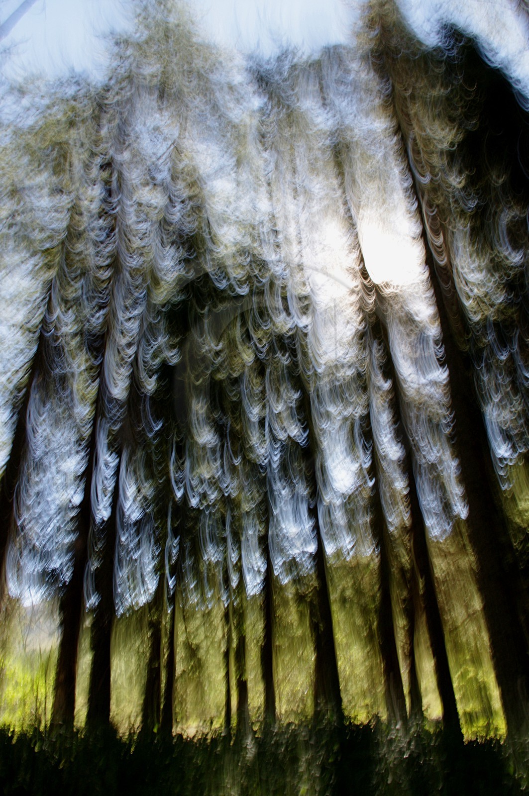 Le Pays des Arbres Flous