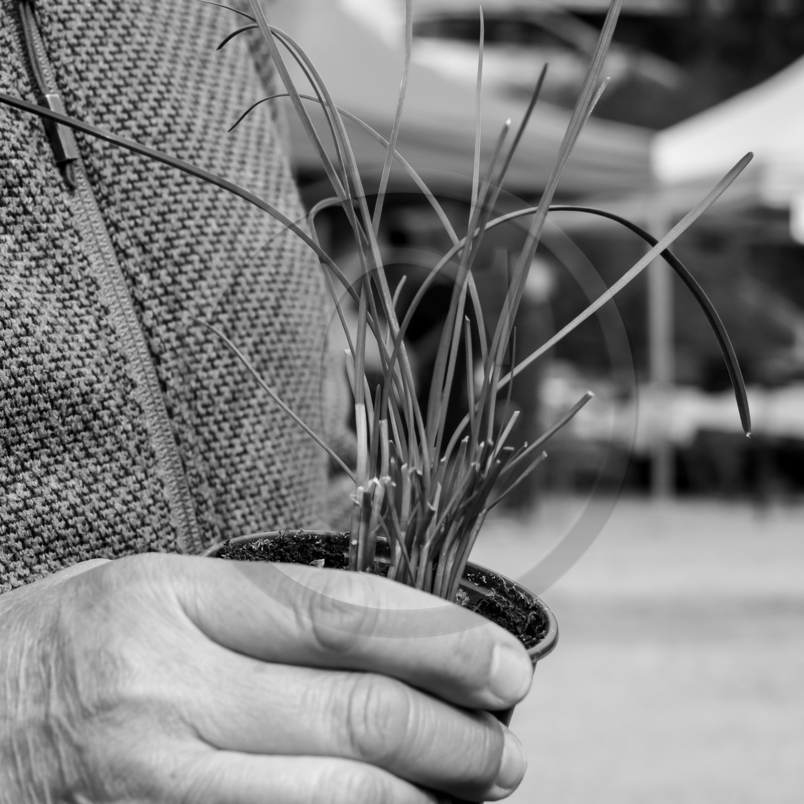 25 mai 2019 : Vide-Jardin de l'Ouort de Benevènt 25 mai 2019 : Vide-Jardin de l'Ouort de Benevènt