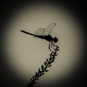 Portrait de libellule