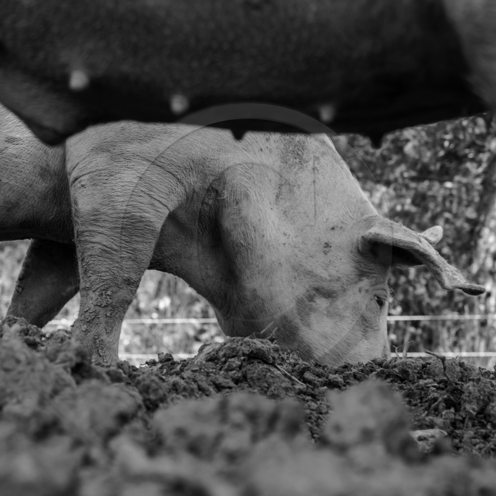 Elevage biologique de cochons en plein air