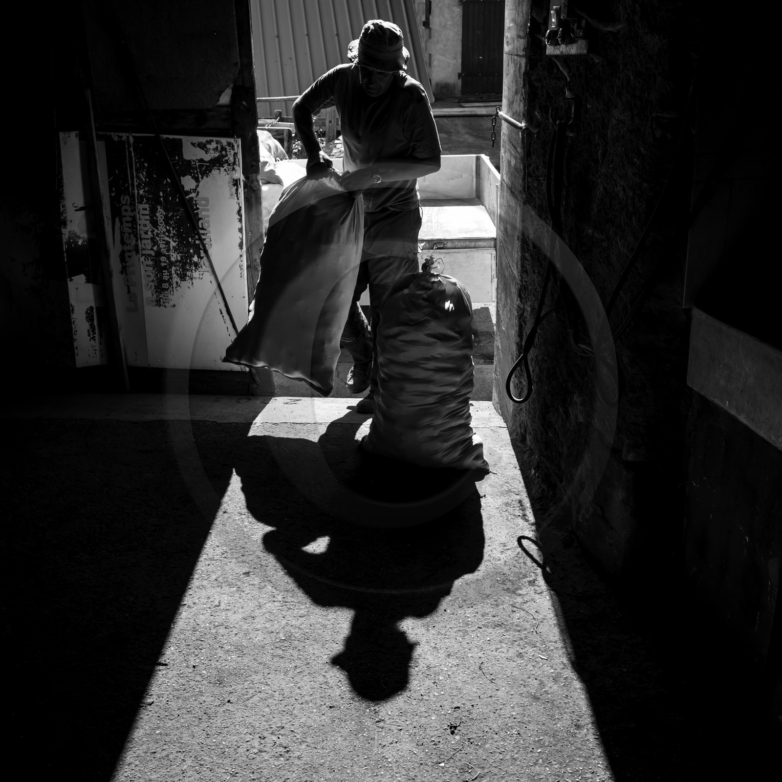 La récolte des pommes de terre