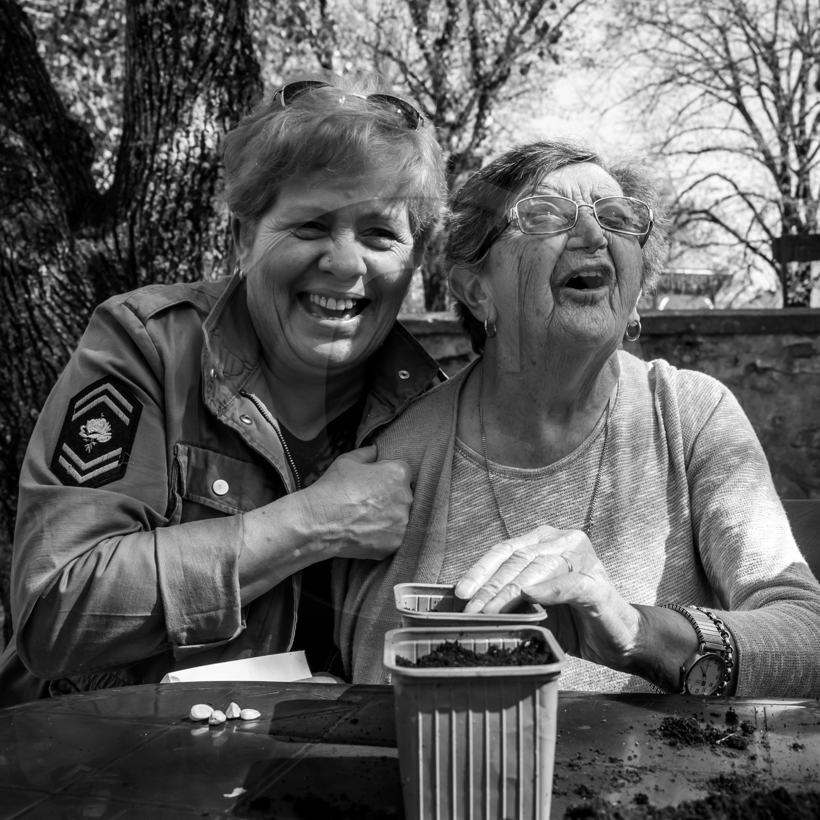 Semis des courges Semis des courges